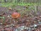 Tree Brown Boletus The Forest Mushroom Boletus Edulis