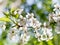 Tree brunch with white spring blossoms