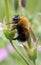 Tree Bumblebee Bombus hypnorum