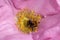 Tree bumblebee Bombus hypnorum collecting pollen from the flower of a dogrose rosa canina