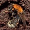 Tree bumblebee (Bombus hypnorum) hibernating