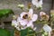 Tree bumblebee on bramble blossom