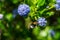 Tree bumblebee collecting pollen from a garden Californian Lilac bush, ceanothus thyrsiflorus