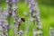 The Tree Bumblebee Pollinates Lavender in the Garden