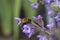 Tree bumblebee on sage flowers in june