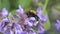 Tree bumblebee on sage flowers in june