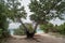 Tree burned by lightening at the the beach at tropical island