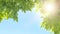 Tree bush on blue sky and sunshine, green leaves,  nature background