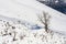 Tree and bushes in snowy hills