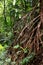 Tree buttressed by roots, Madagascar rainforest