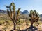 Tree Cactus by the road to Grand Canyon West Rim - Arizona, AZ