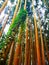 Tree calycophyllum spruceanum in rainforest of the Parque da Grena nature reserve at Lake Furnas Azores archipelago