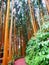 Tree calycophyllum spruceanum in rainforest of the Parque da Grena nature reserve at Lake Furnas Azores archipelago