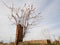 The tree that came to life by drilling an ancient stone tomb