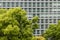 Tree canopy against office windows