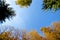 Tree canopy in autumn around with sky