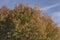 Tree Canopy Closeup with Fall Colors - Atlantic Pistacio Pistacia atlantica