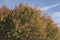 Tree Canopy Closeup with Fall Colors - Atlantic Pistacio Pistacia atlantica