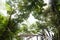 Tree Canopy in El Yunque National Forest, Puerto Rico