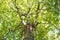 Tree Canopy Panorama Leaves Top Green Sunlight Nature