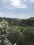 Tree Canopy in Santa Barbara Botanical Gardens