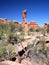 Tree in Canyonlands