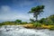 Tree on Cape Cod Beach