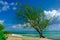 Tree By The Caribbean Sea