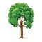 Tree with cartoon style but with more detailed. Flat and solid color vector.