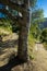 Tree carving at a junction of the road