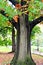 Tree in Central Park with its leaves beginning to turn beautiful Autumn colors