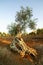 Tree of centuries-old olive tree