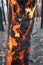 Tree with charred burnt patterns on its trunk after bushfires