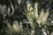 Tree of cherry laurel in bloom, flowers and leaves