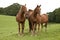 Tree chestnut horses standing together in a field.