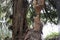 Tree chewed by beavers