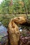 Tree Chewed and Felled by Beaver