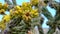 Tree cholla, walking stick cholla Cylindropuntia imbricata, Yellow fruit. New Mexico, USA