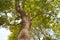 Tree Cinnamomum camphora