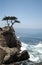 Tree on a cliff, Pacific Ocean