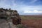 Tree on cliff on the San Rafael Swell