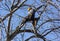 Tree Climber Among Branches