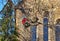 Tree climber pruning branches in a tree