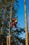 Tree climber in the sunlight cutting down a tree