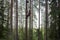 Tree climber up in a tree with climbing gear