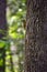 Tree Climbing Chipmunk