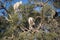 Tree Climbing Goats in Morocco