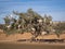 Tree Climbing Goats in Morocco