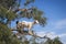 Tree Climbing Goats in Morocco