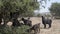 Tree climbing goats in Morocco